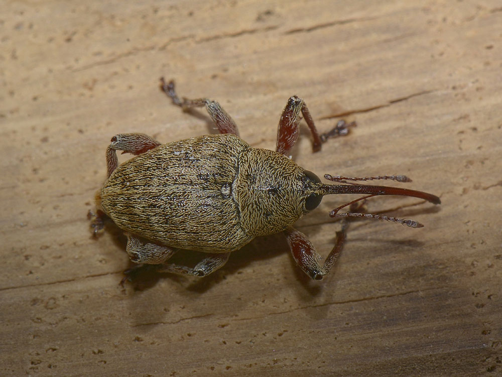 Curculio glandium